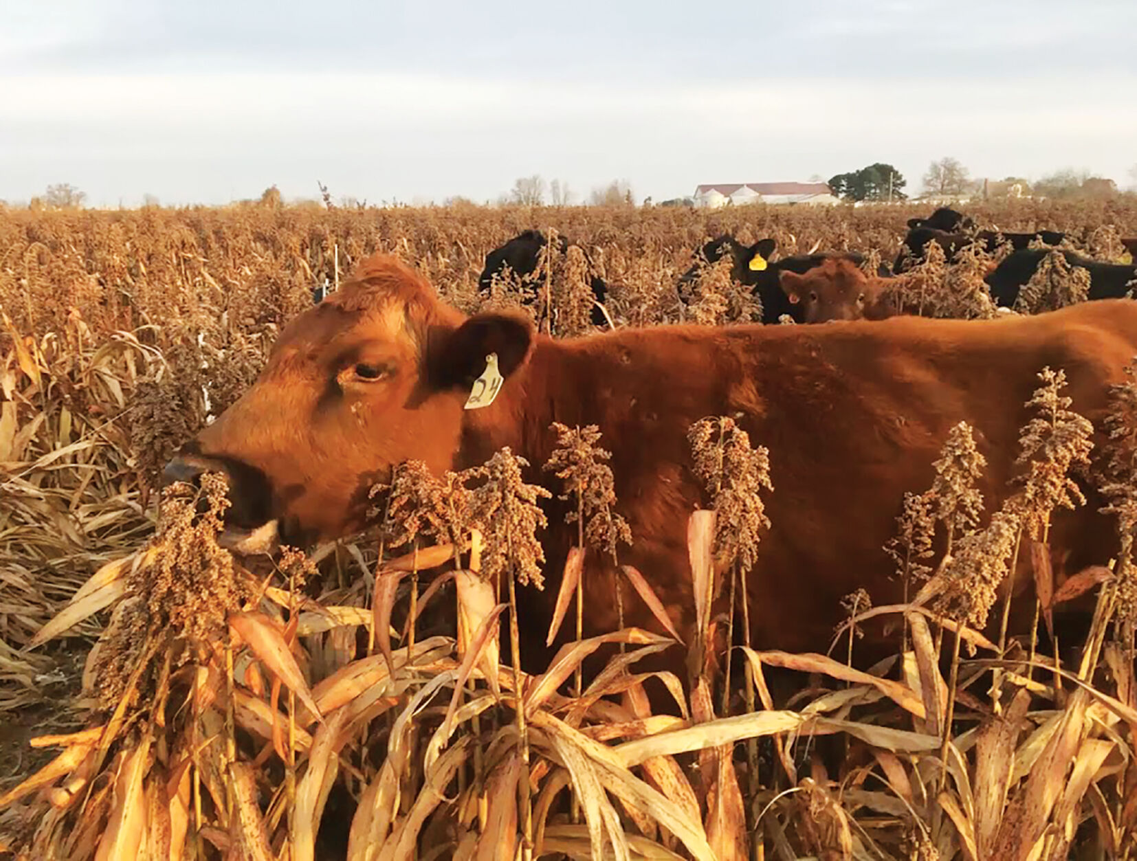 Milo grazing cattle